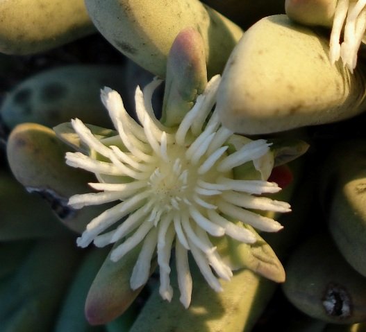 Nelia pillansii flower
